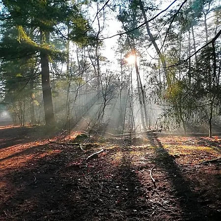 Neeltje Soet Мирло