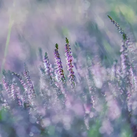 Neeltje Soet 미를로