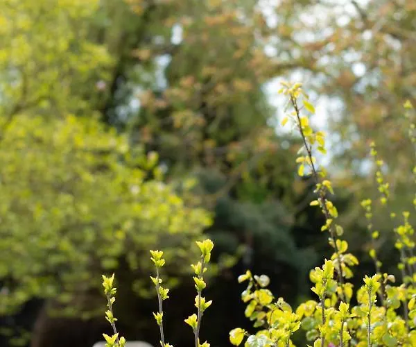 לינה וארוחת בוקר Neeltje Soet